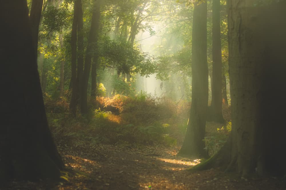 Sunlit Woodland Path by Hilda van der Lee — canvas wall art