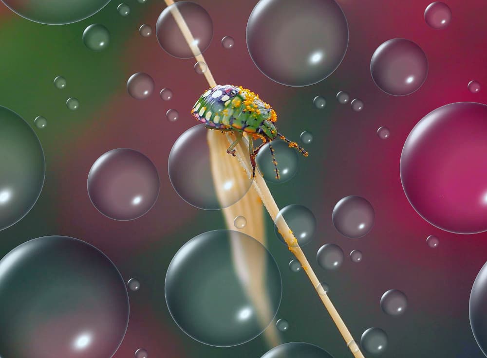 Vibrant Beetle Bubbles by Thierry Dufour — canvas wall art