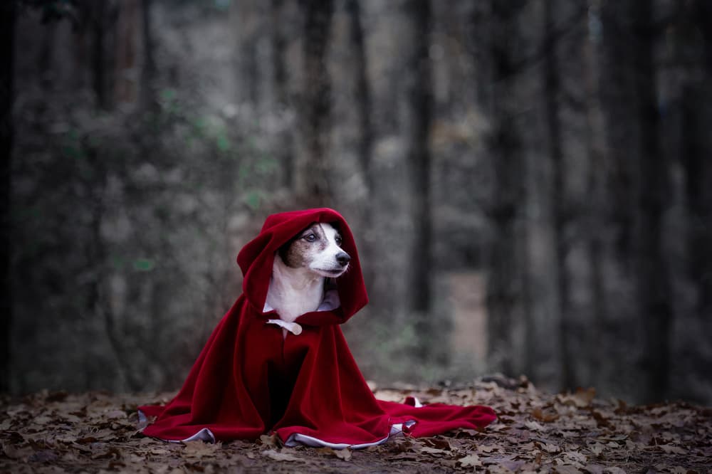 Red Hooded Dog by Heike Willers — canvas wall art