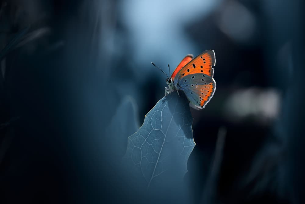 Orange Butterfly Glow by Andrii Kazun — canvas wall art