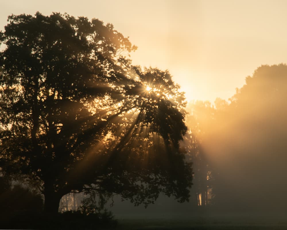 Misty Morning Sunbeams by Hamed Bank — canvas wall art