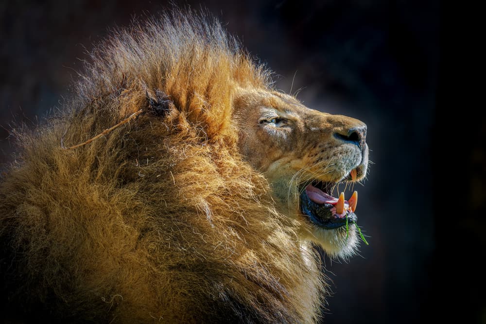 Majestic Lion Roar by Jeffrey C. Sink — canvas wall art