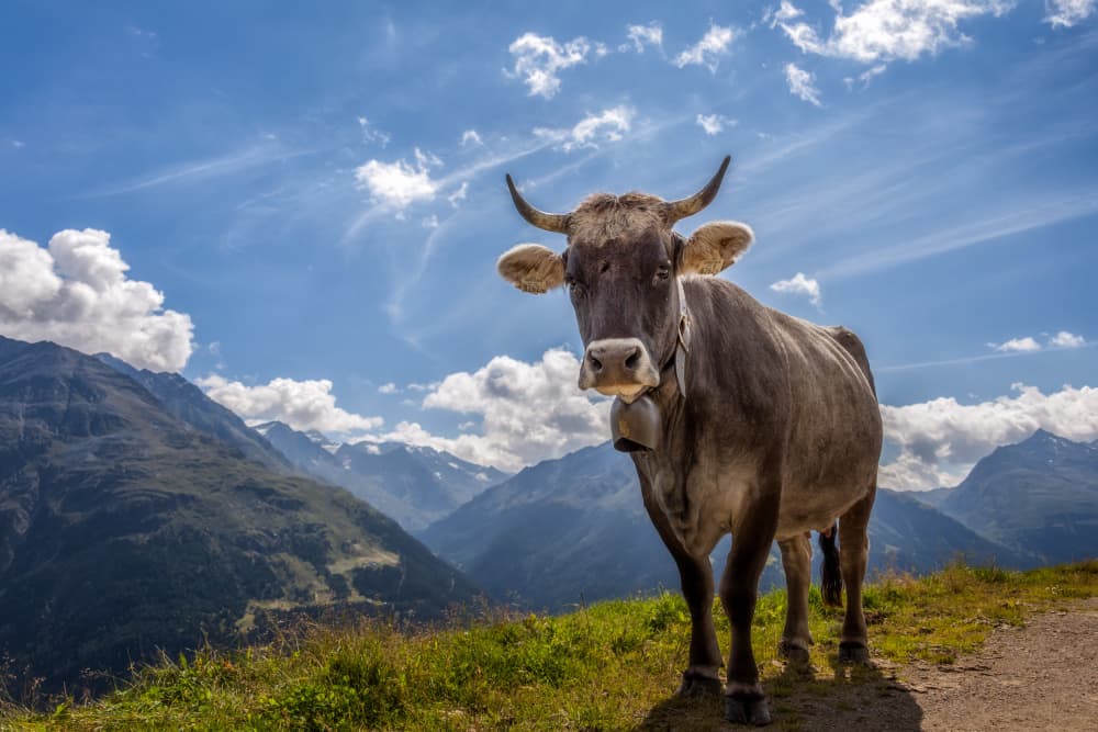 Alpine Cow Views by Ludwig Riml — canvas wall art