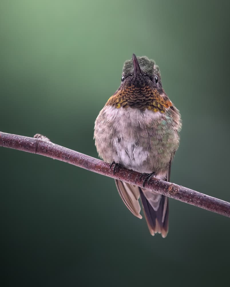 Hummingbird on Branch by Atul Saluja — canvas wall art
