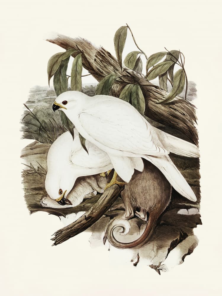 White Goshawk by Elizabeth and John Gould — canvas wall art