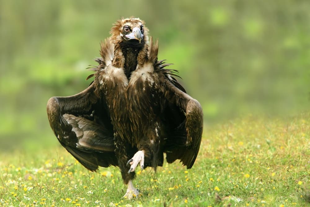 Wild Vulture Balance by Nicolás Merino — canvas wall art