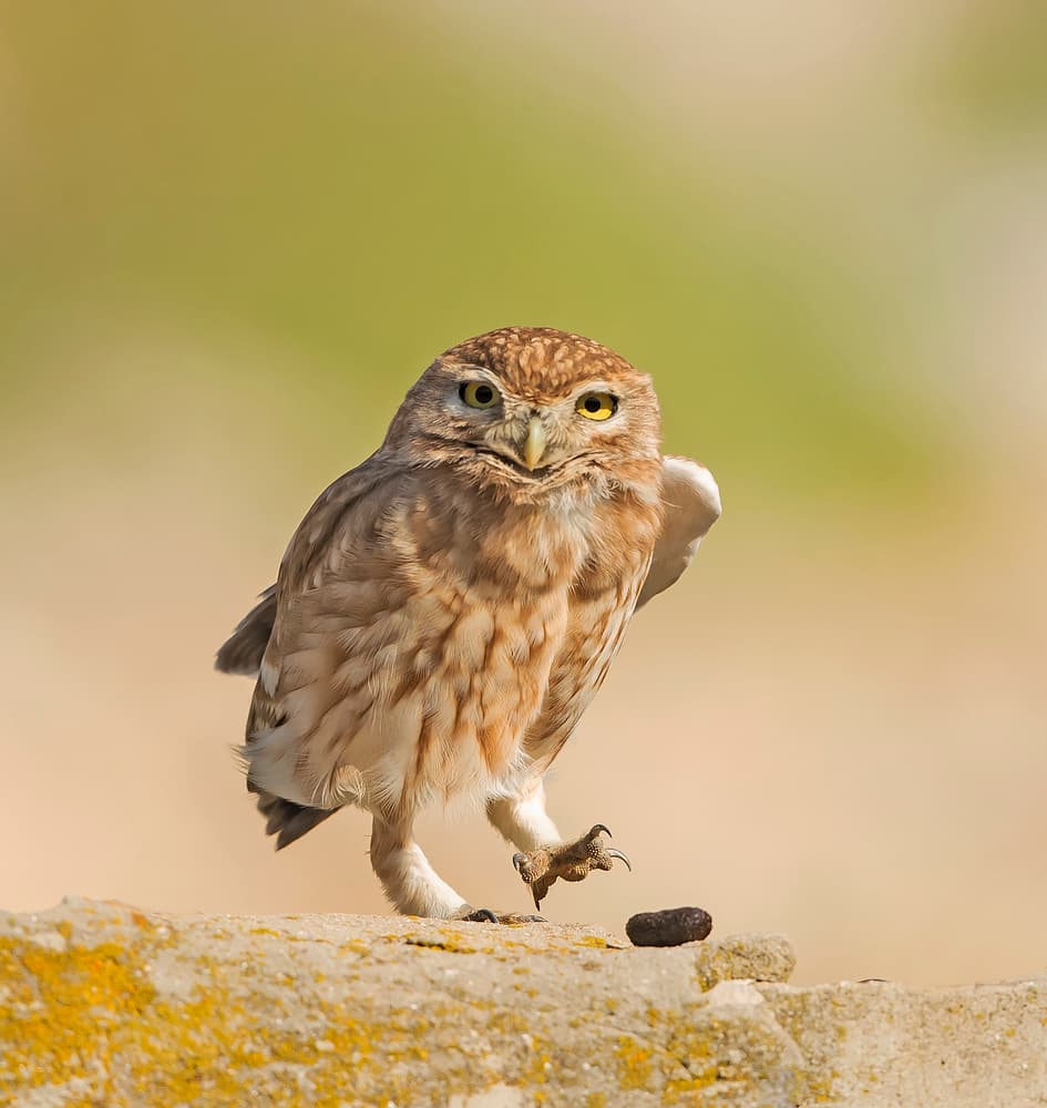 Curious Little Owl by Shlomo Waldmann — canvas wall art