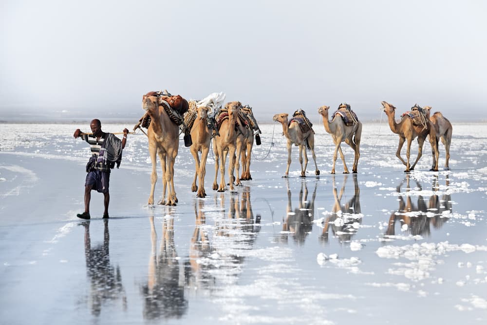Desert Salt Caravan by Trevor Cole — canvas wall art