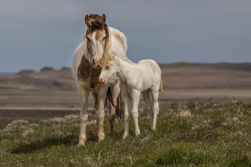 Wild Horses Prairie Bond by Bragi Ingibergsson - BRIN — canvas wall art