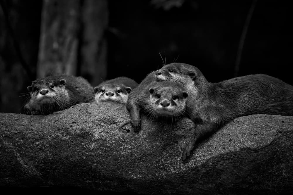 Curious Otter Family by TWEE LIANG WONG — canvas wall art
