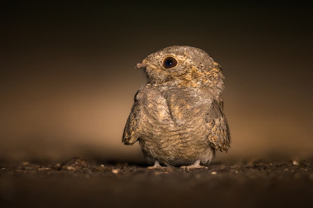 Curious Little Bird by Faisal ALnomas — canvas wall art