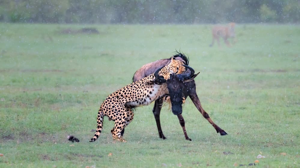 Cheetah Wildebeest Battle by Jie Fischer — canvas wall art