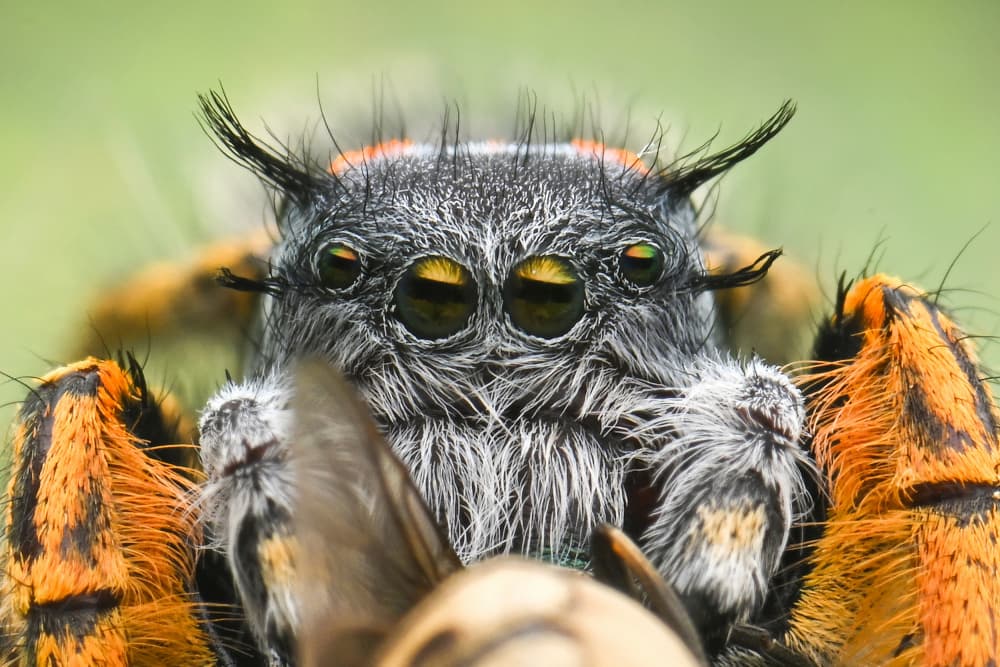 Jumping Spider Portrait by Ajar Setiadi — canvas wall art