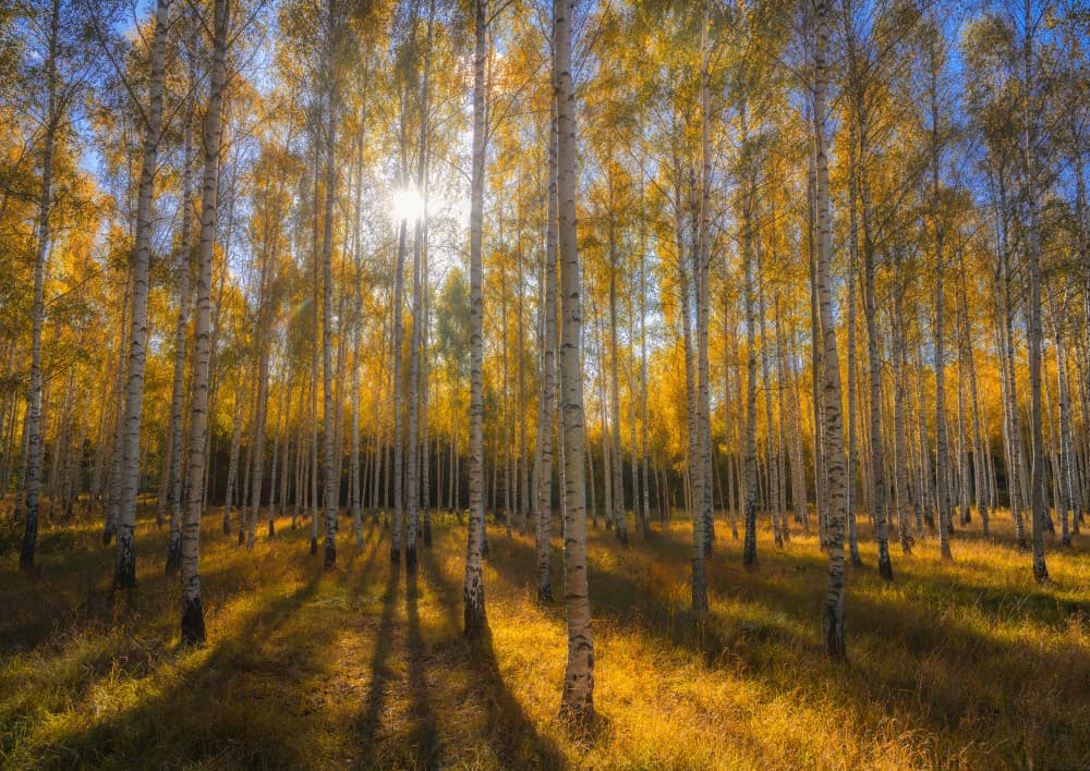 Autumn Sunlit Birch Forest by Christian Lindsten — canvas wall art