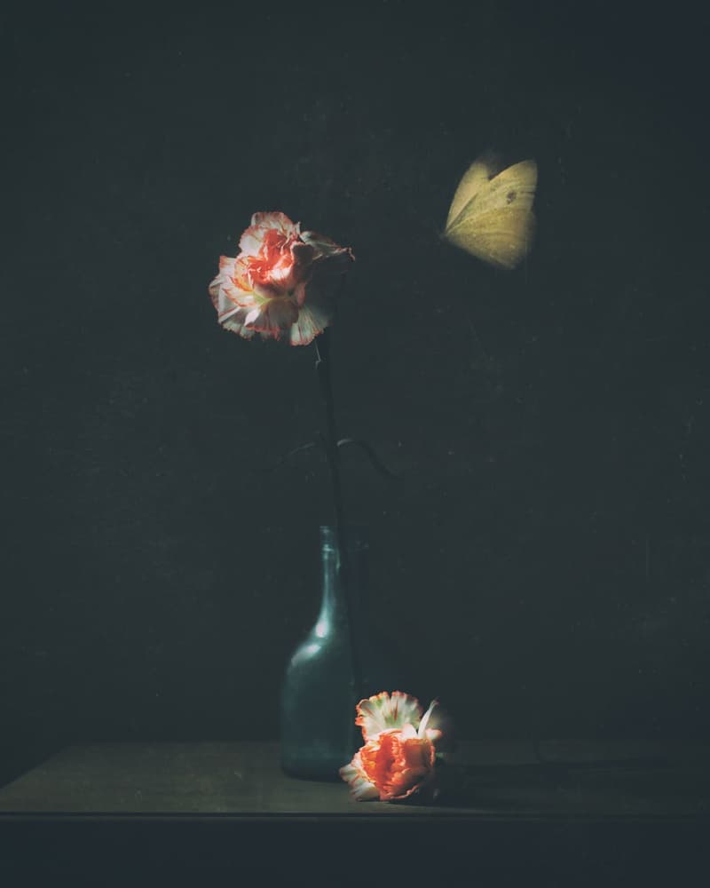Moody Carnation Butterfly by Delphine Devos — canvas wall art