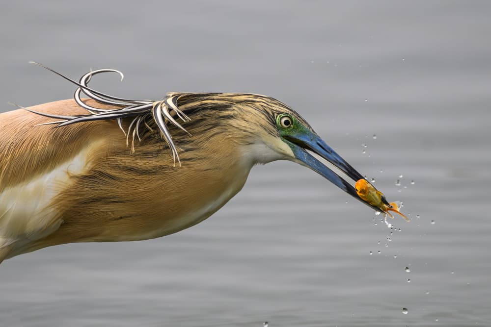 Heron Catches Fish by Mallal Moshe — canvas wall art