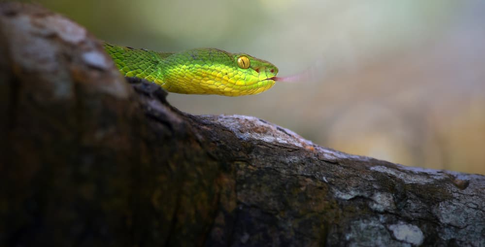 Exotic Green Tree Snake by Fahmi Bhs — canvas wall art