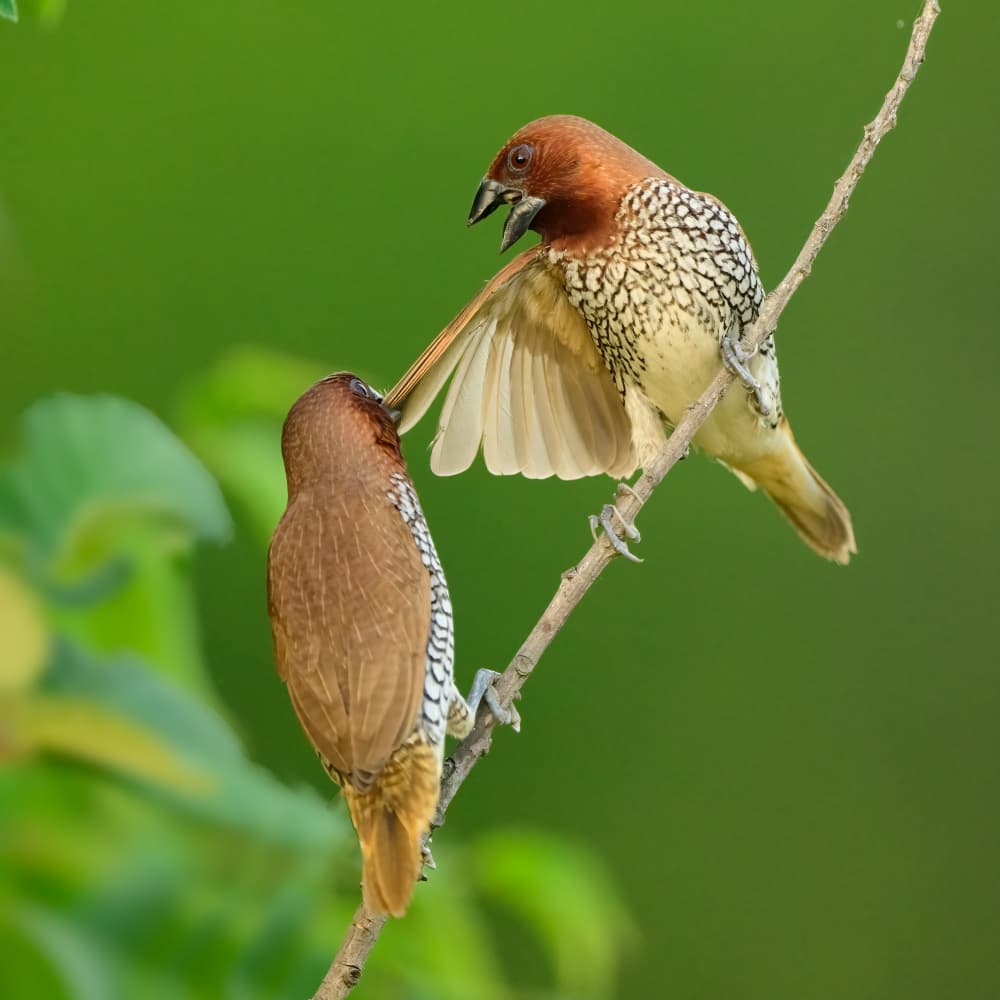 Finch Feeding Moment by Moses Wang — canvas wall art