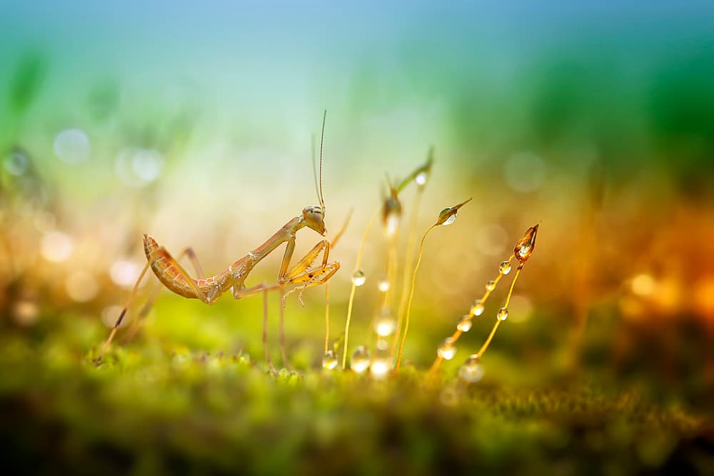 Tiny Mantis Dewdrops by Fauzan Maududdin — canvas wall art