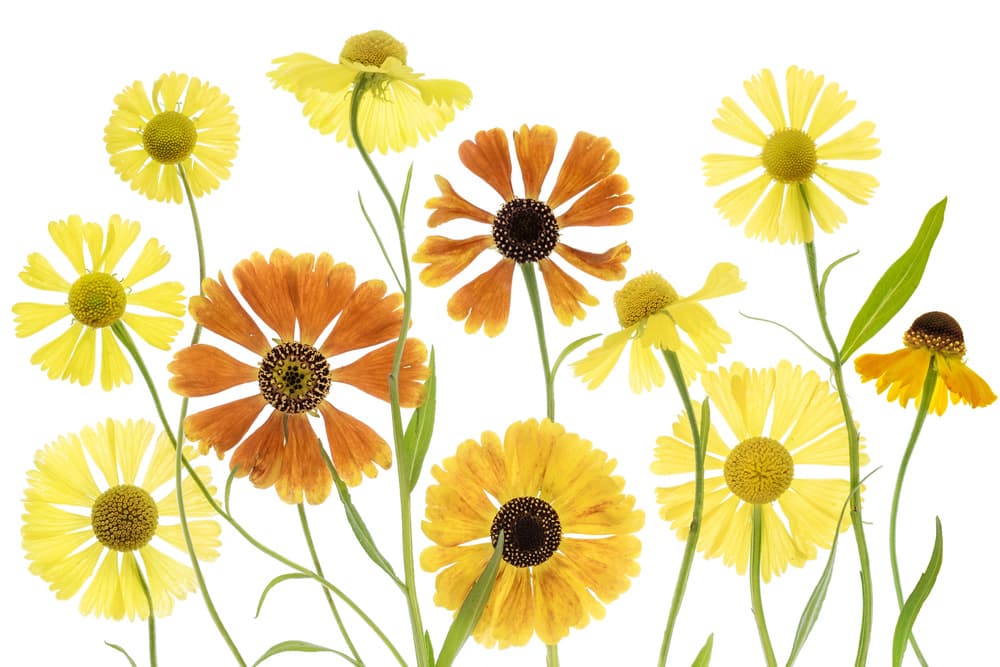 Helenium by Mandy Disher — canvas wall art