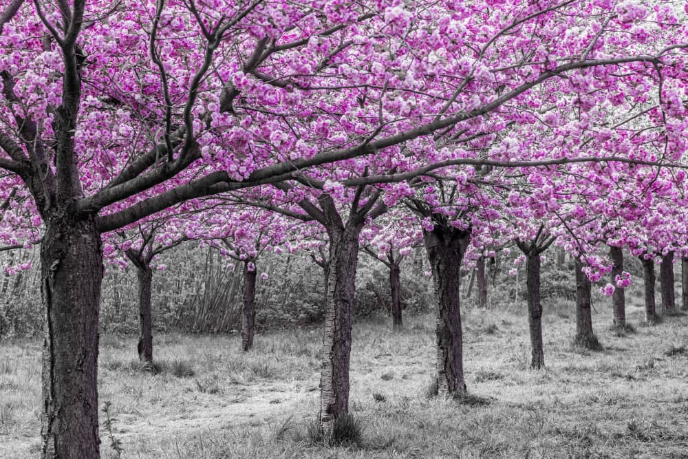 Cherry Blossom Lane by Melanie Viola — canvas wall art