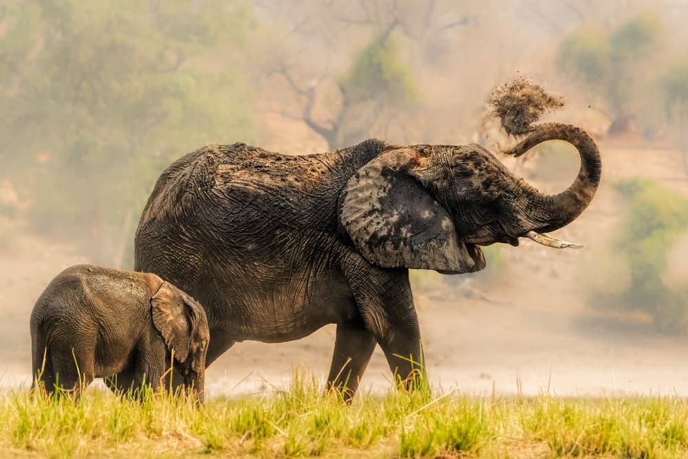 Wild Elephants Dust Bath by Jun Zuo — canvas wall art