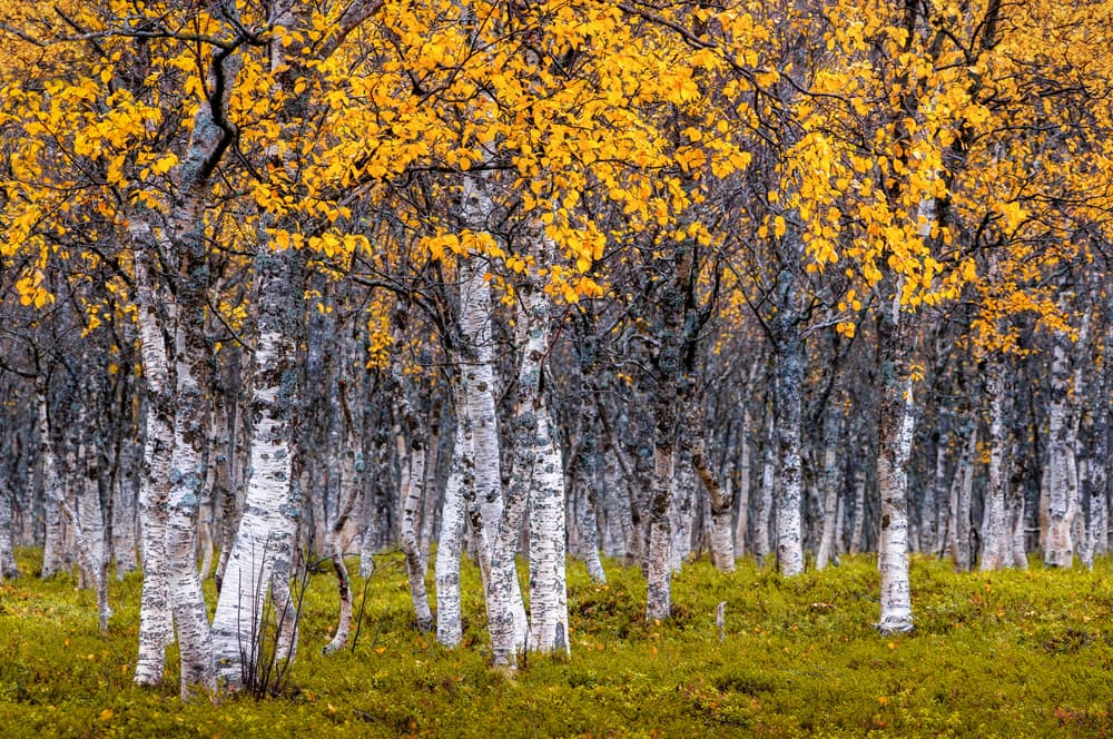 Autumn Birch Forest by Sus Bogaerts — canvas wall art