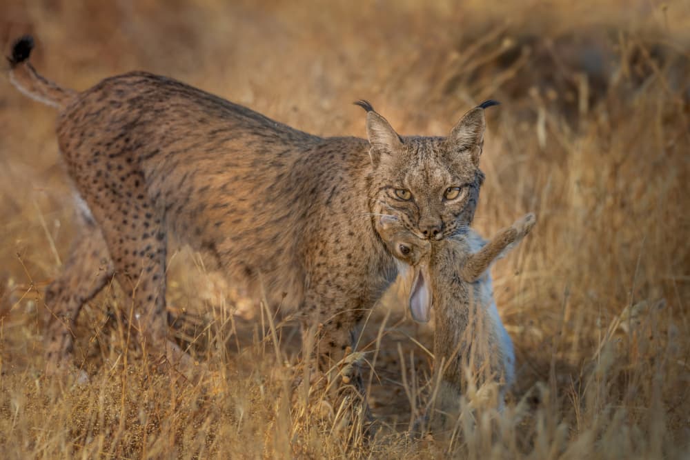 Iberian Lynx Hunt by Max Wang — canvas wall art