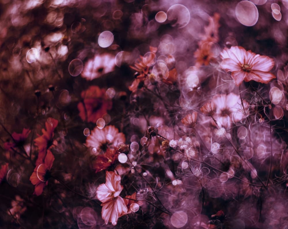 Ethereal Flower Field by Delphine Devos — canvas wall art