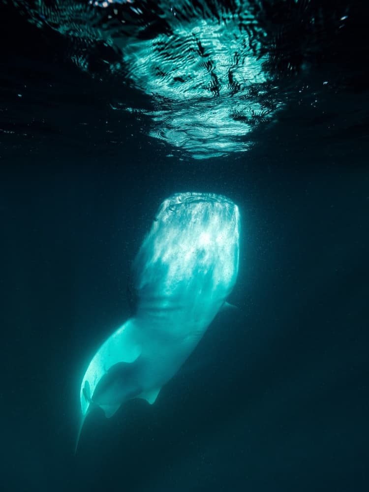 Whale Shark Underwater Light by Serge Melesan — canvas wall art