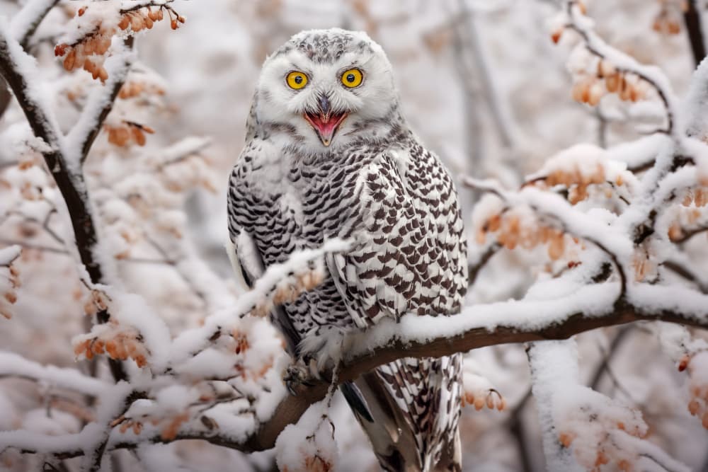 Winter Owl's Shout by Marcel Egger — canvas wall art