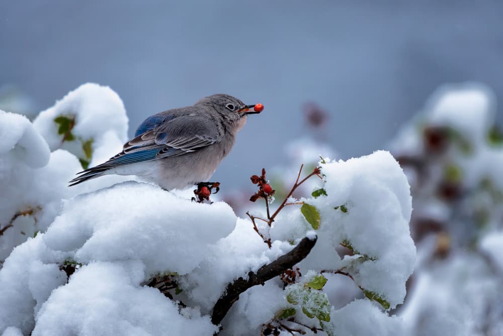 Winter Bluebird Berry by Mei Xu — canvas wall art