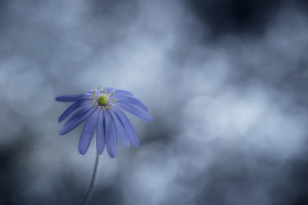 Serene Blue Bloom by Lotte Grønkjær — canvas wall art