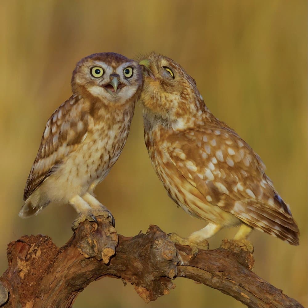 Whispering Owl Pair by David Manusevich — canvas wall art