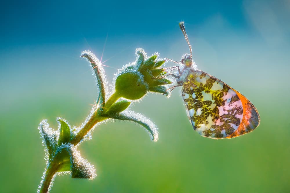 Sparkling Morning Butterfly by Petar Sabol — canvas wall art