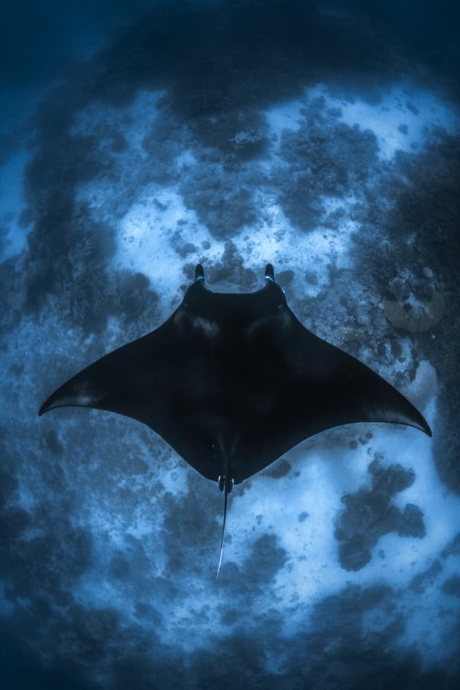 Majestic Manta Ray by Barathieu Gabriel — canvas wall art