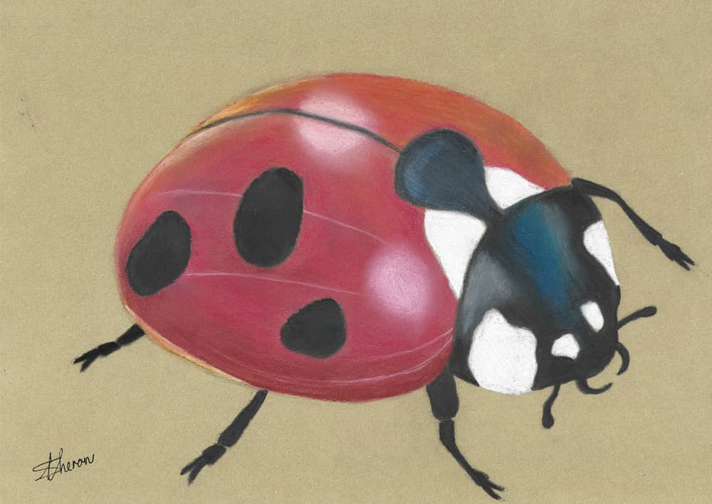 Cute Red Ladybug by Sunet Theron — canvas wall art