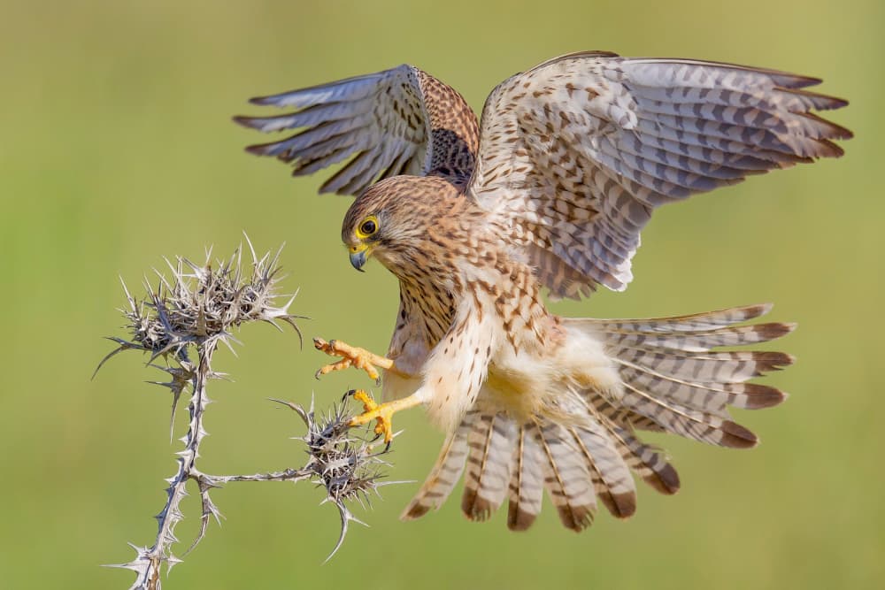 Kestrel Landing On Thistle by David Manusevich — canvas wall art
