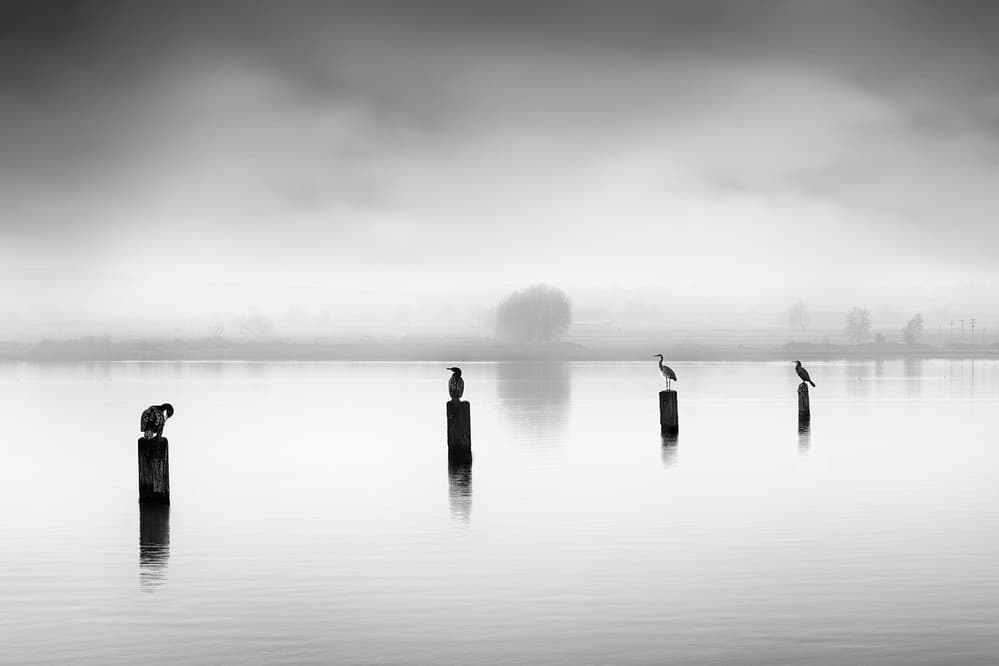 Misty Lake Birds by George Digalakis — canvas wall art