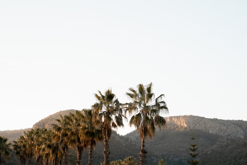 Golden Hour Palms by Henrike Schenk — canvas wall art