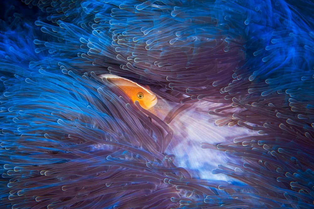 Vibrant Anemonefish Haven by Barathieu Gabriel — canvas wall art