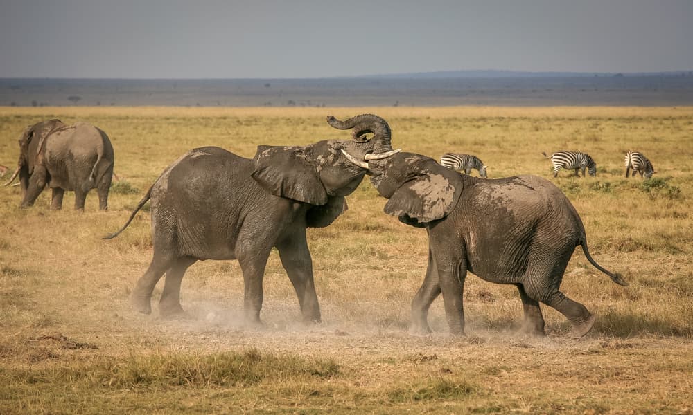 Elephants Playing In Dust by Jeffrey C. Sink — canvas wall art
