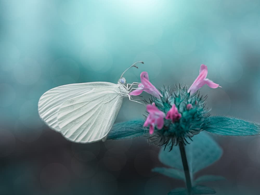 White Butterfly On Bloom by Cristiano Giani — canvas wall art
