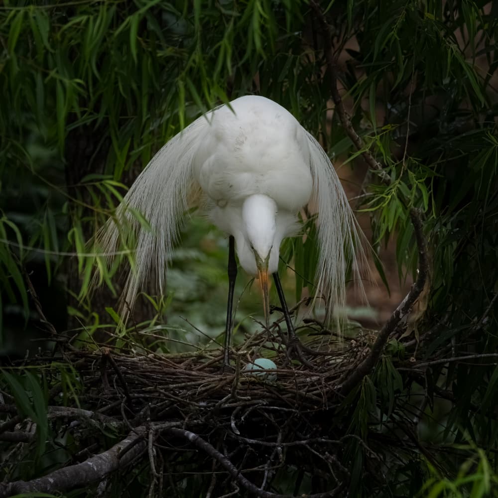 White Egret Tenderly Nests by Johnson Huang — canvas wall art
