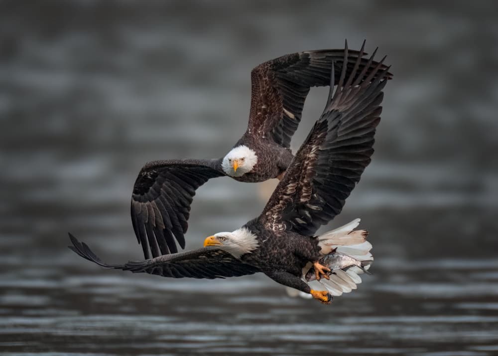 Eagles Hunting Fish by Hanping Xiao — canvas wall art