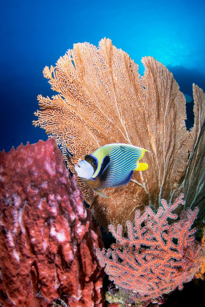 Emperor Angelfish Coral Reef by Cédric Péneau — canvas wall art