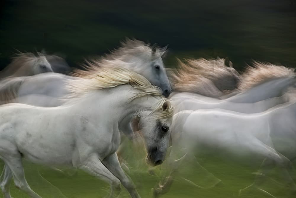 Galloping White Horses by Milan Malovrh — canvas wall art