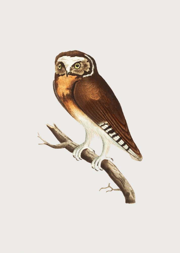 White Fronted Owl by George Shaw — canvas wall art