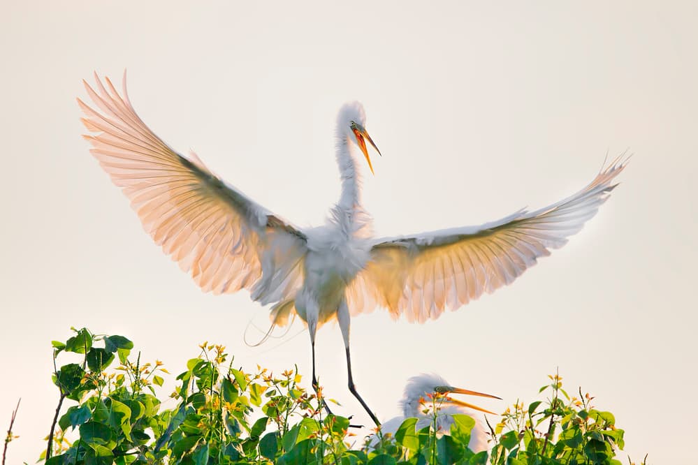 Egret Wings Spread by Jun Zuo — canvas wall art