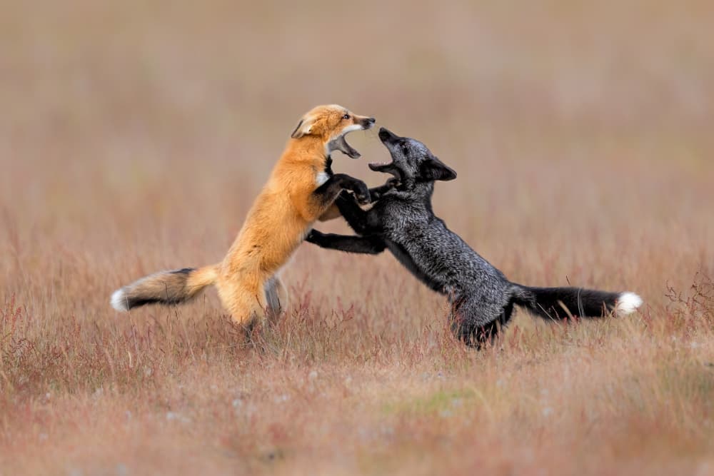 Two Foxes Play by Jun Zuo — canvas wall art